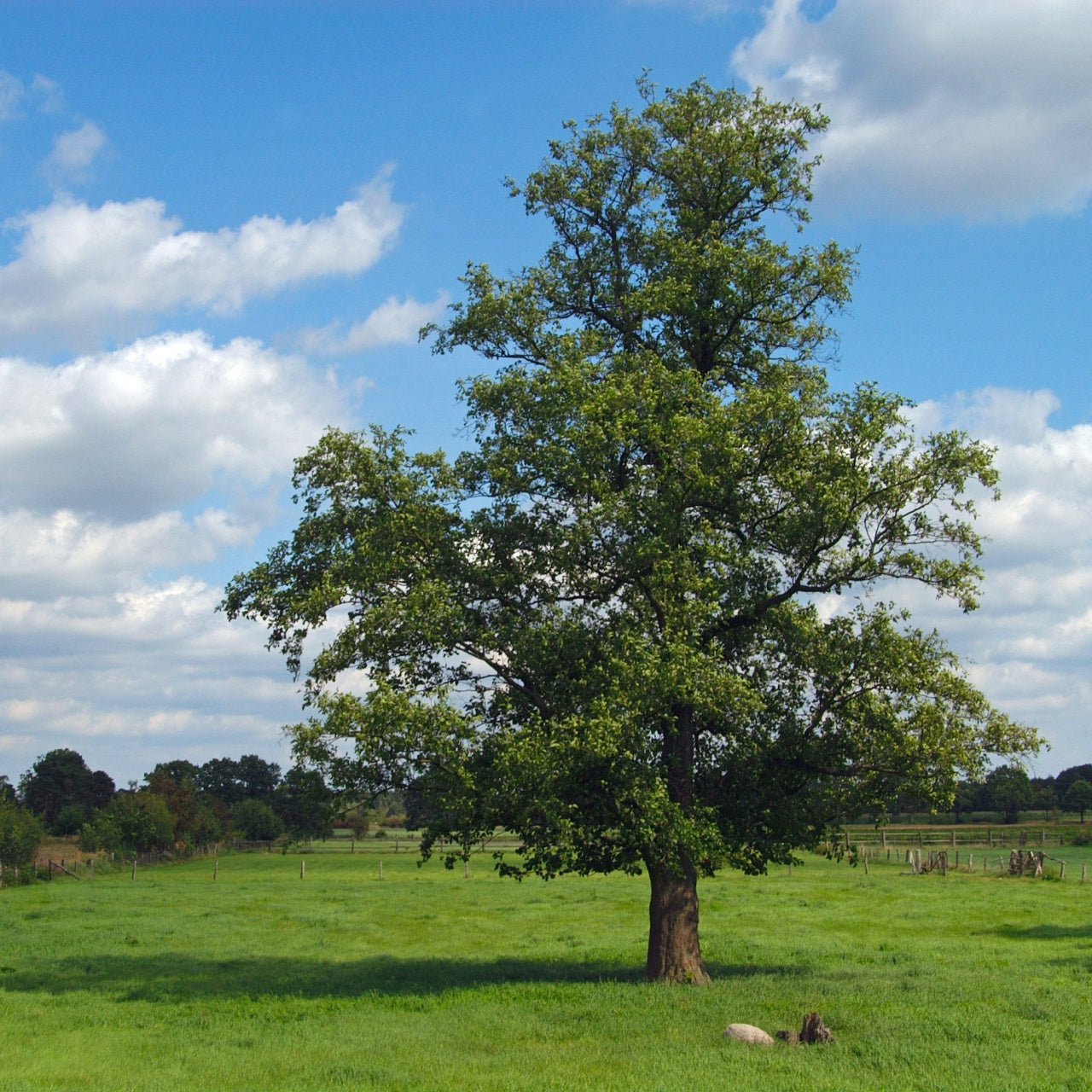 Elm Trees