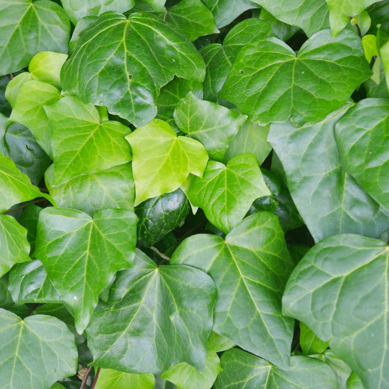 English Ivy