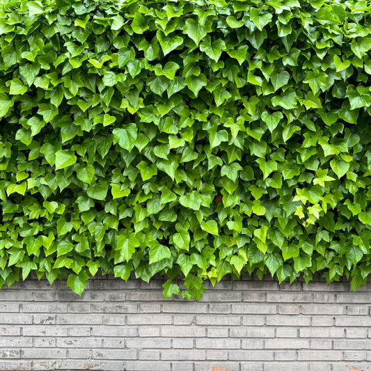 English Ivy Plant