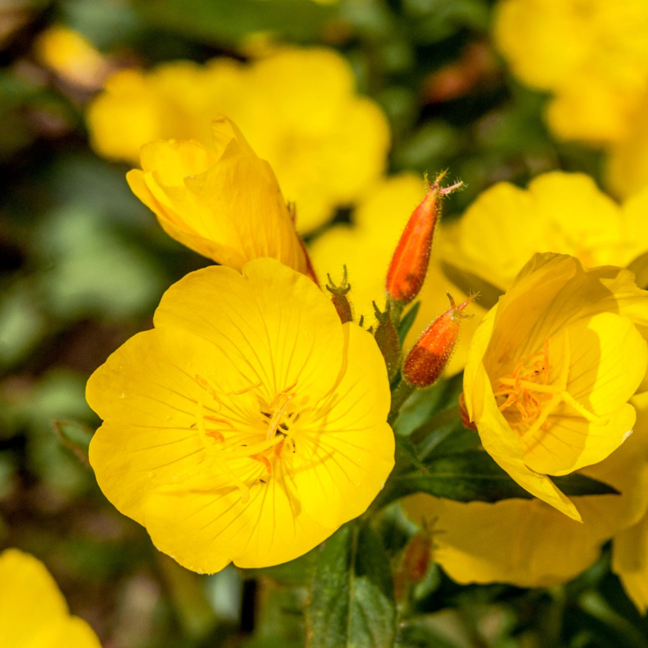 Evening Primrose