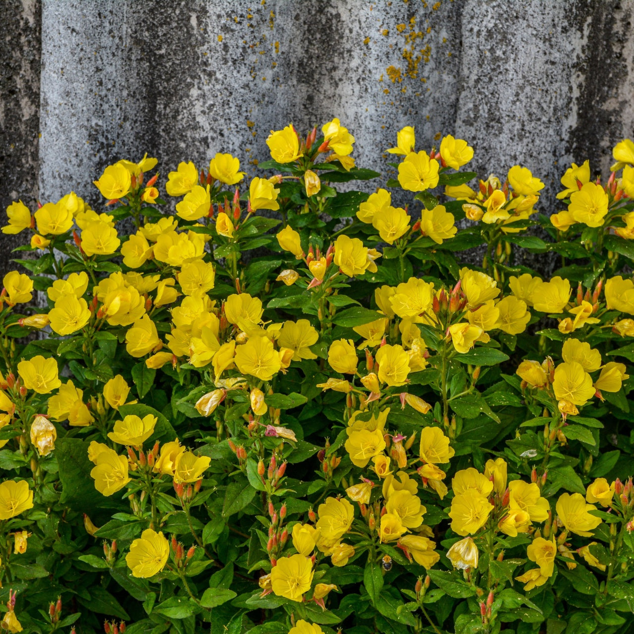 Evening Primroses