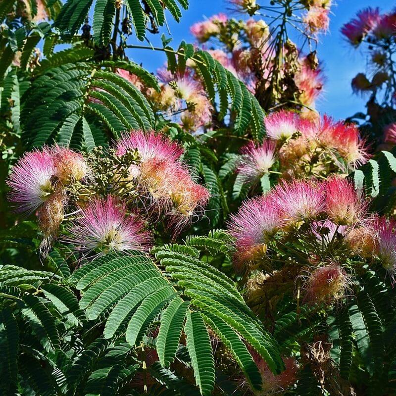 Mimosa Tree