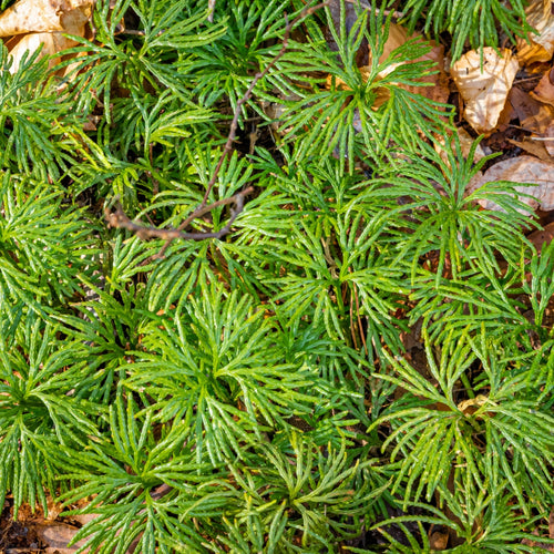 Fan Clubmoss