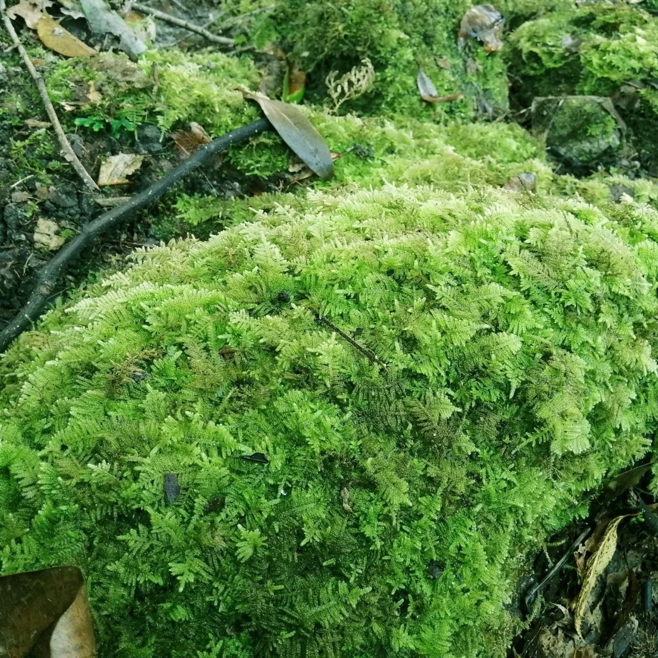 Fern Mosses