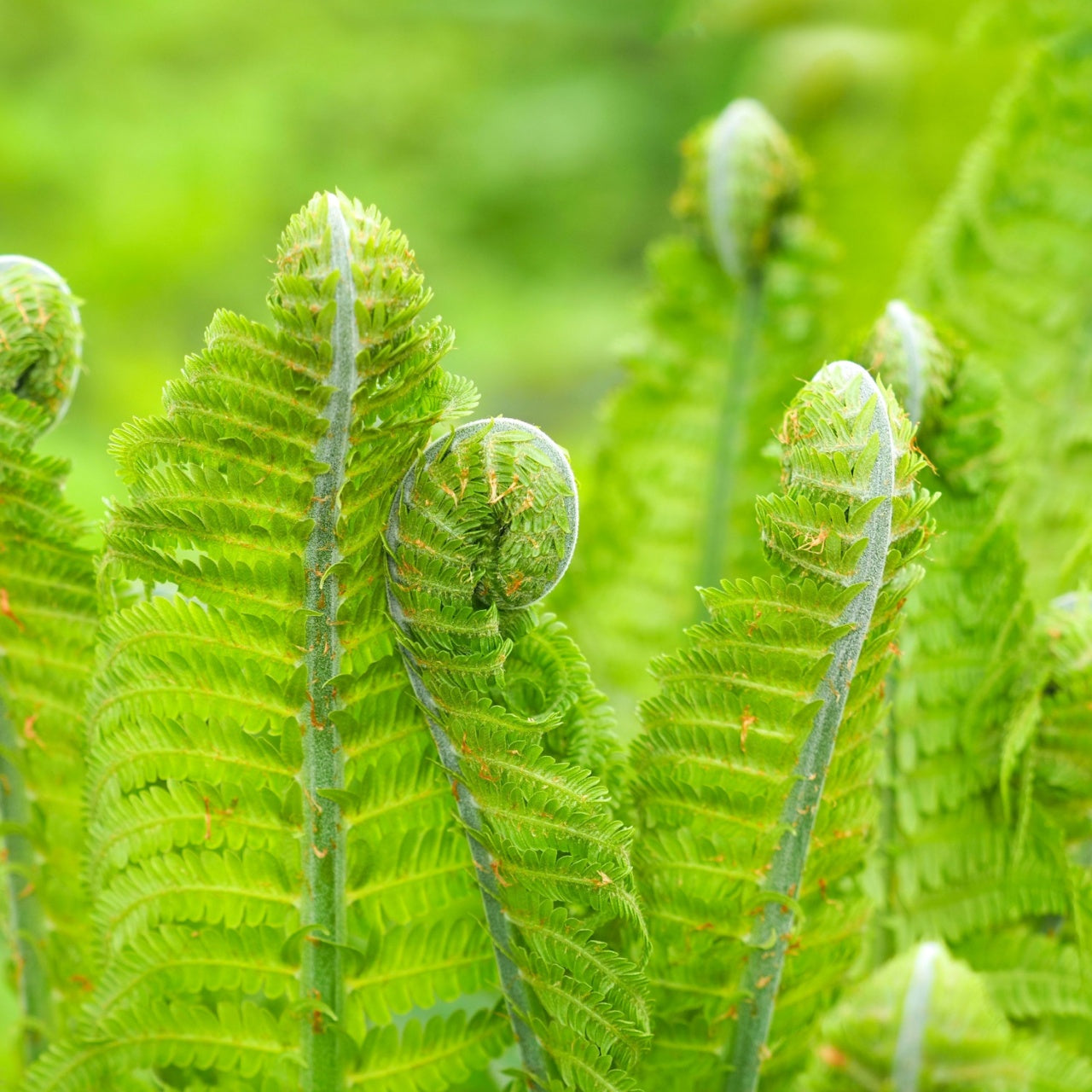 Fiddlehead Fern