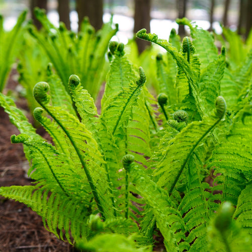 Fiddlehead Fern