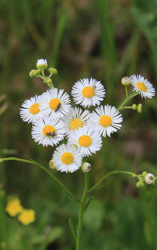 Fleabane Daisy