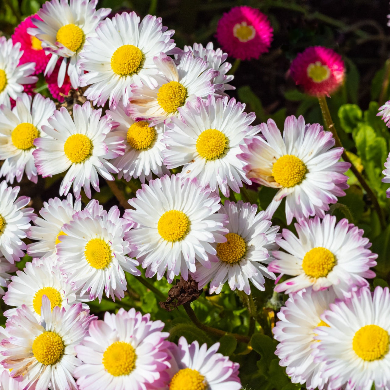 Fleabane Daisies