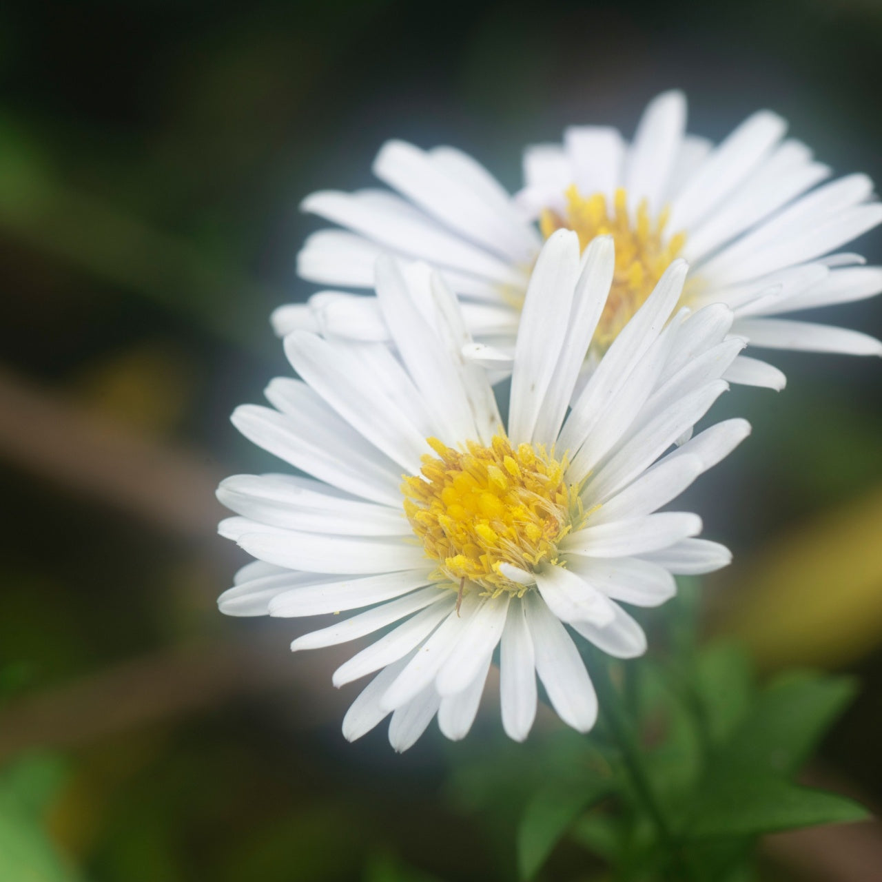 Fleabane Daisy