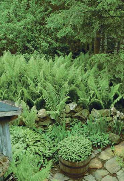 Fern Variety 25 Plants lush green fern garden with feathery fronds