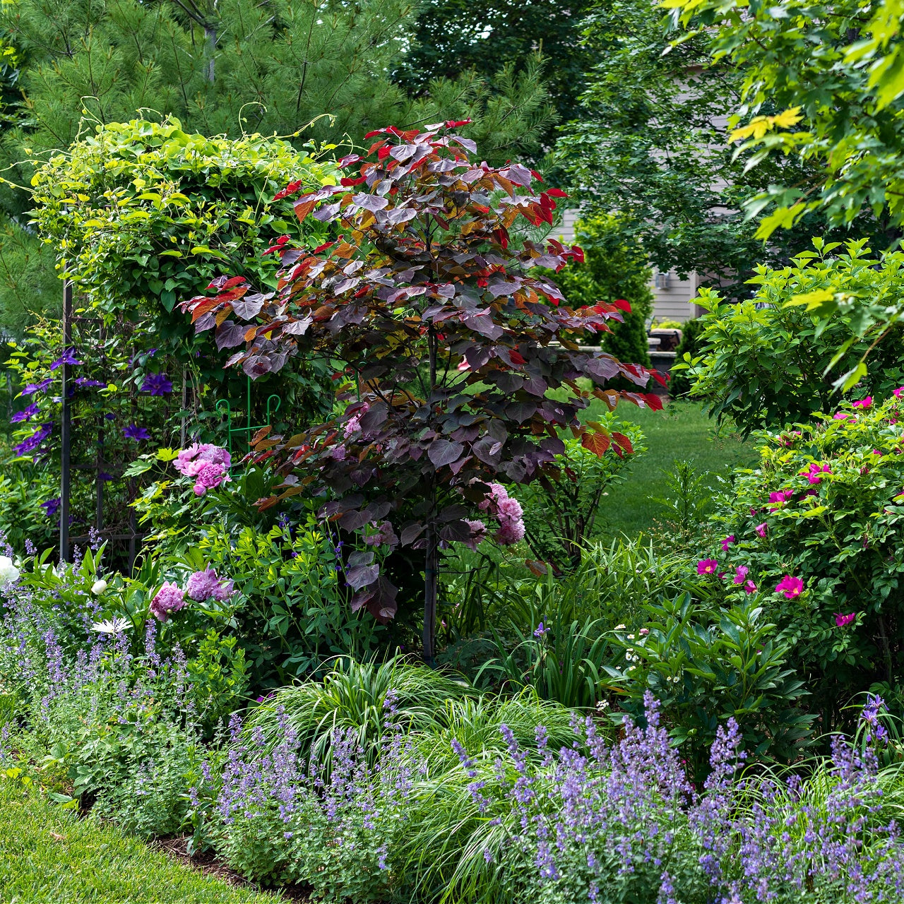 Forest Pansy Redbud Tree