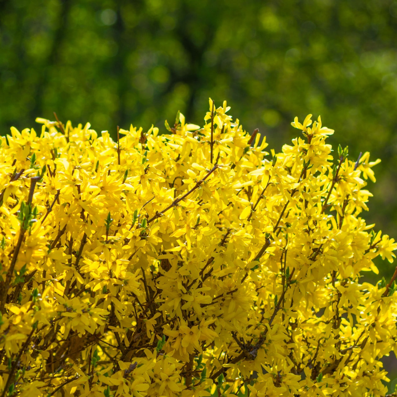 Forsythia 