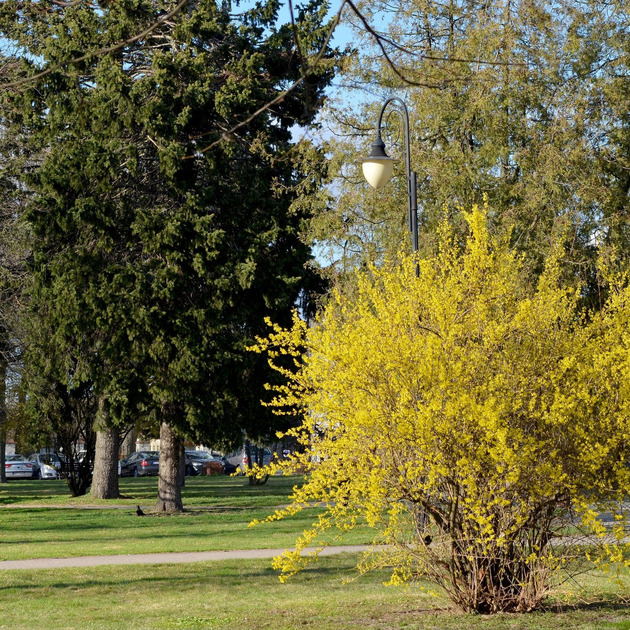 Forsythia Shrub