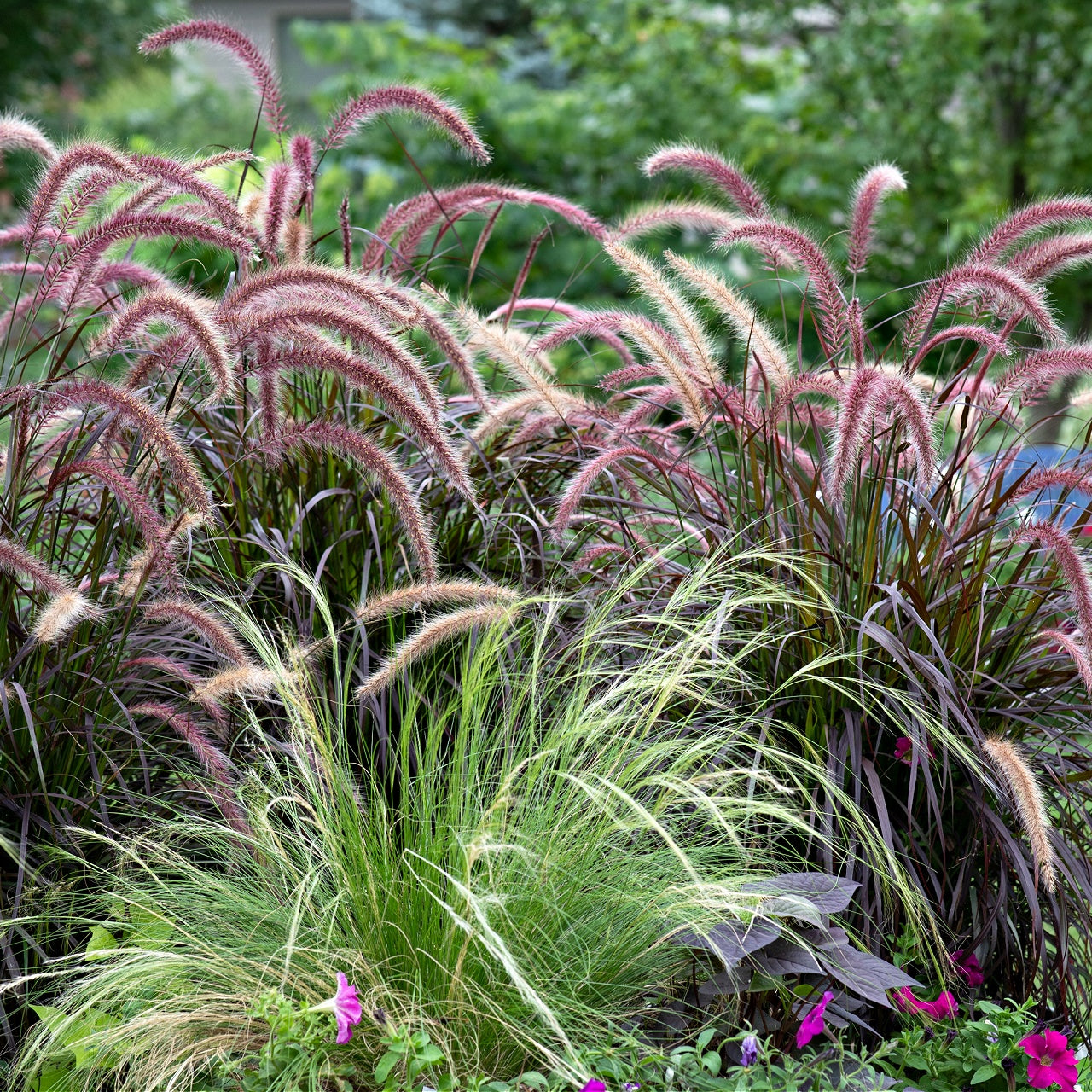 Fountain Grass