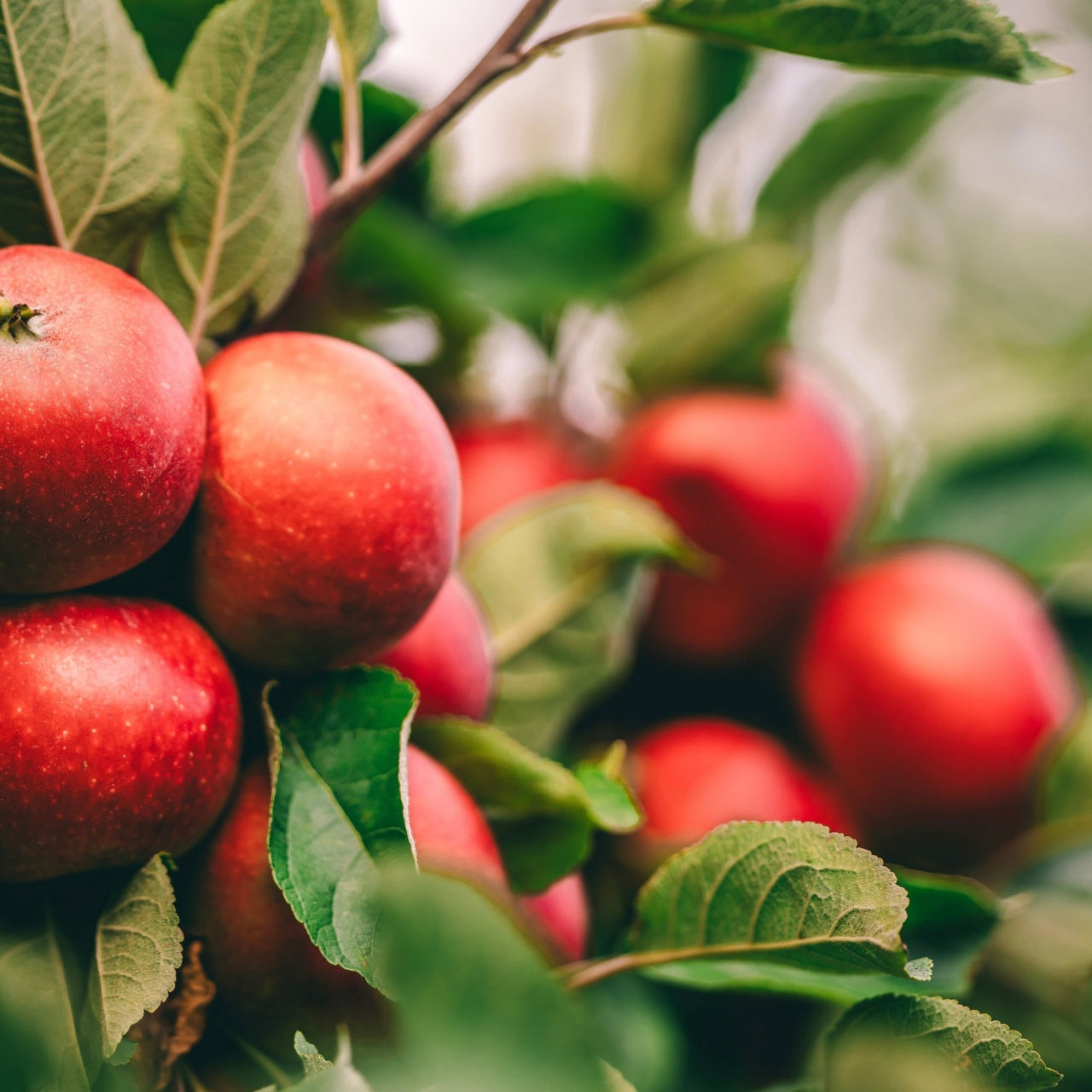 Fruiting Apple Tree