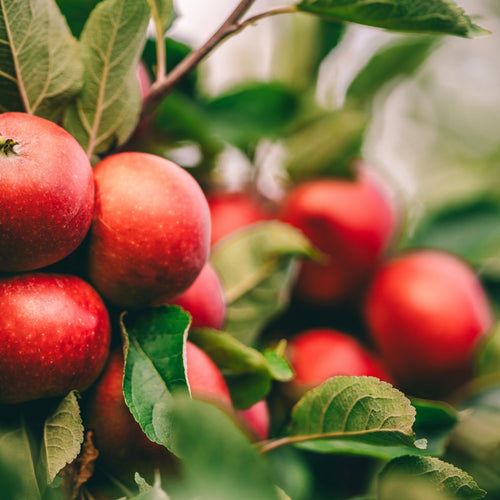 Fruiting Apple Trees