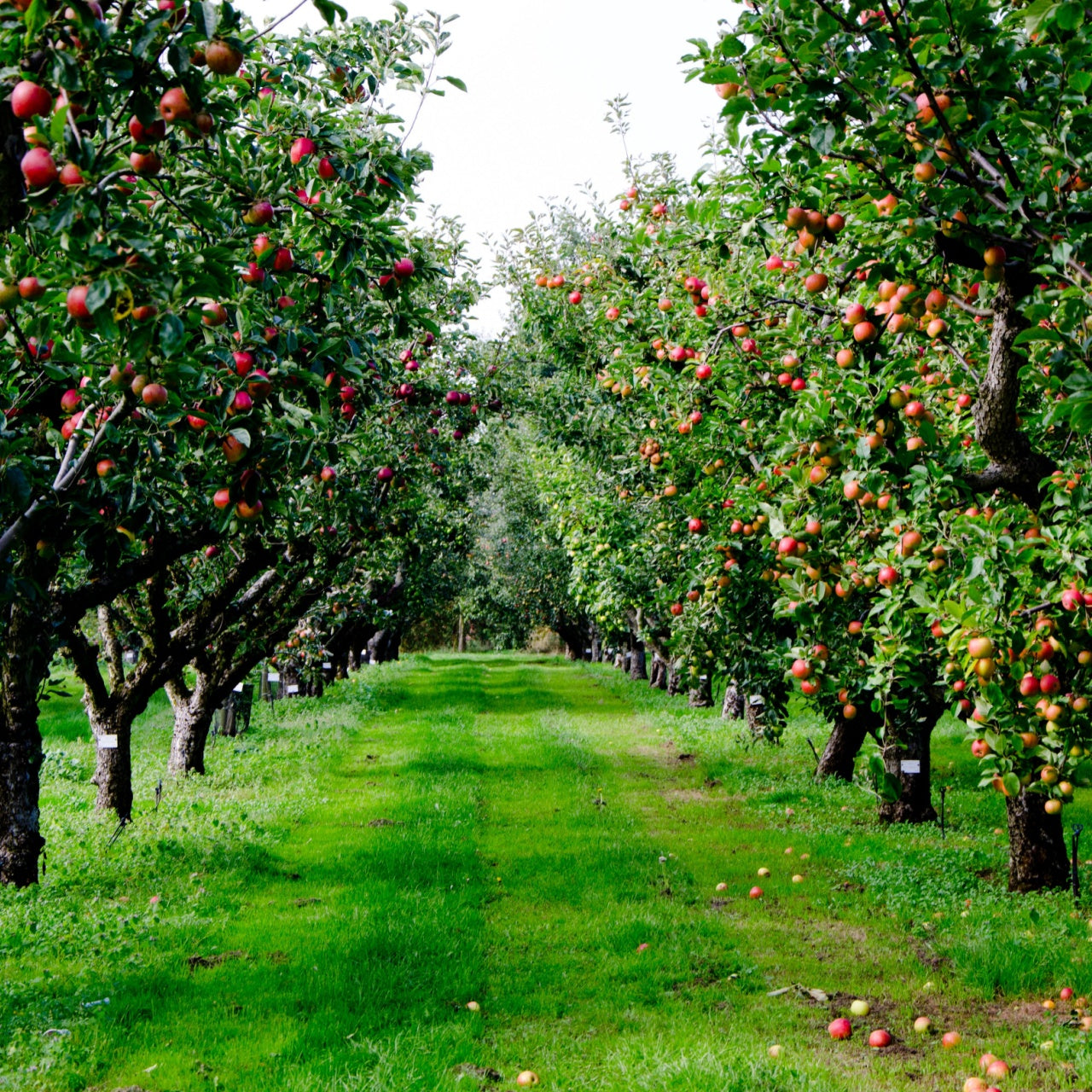 Fruiting Apple Trees