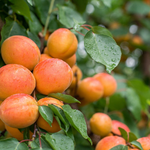 Fruiting Apricot Tree