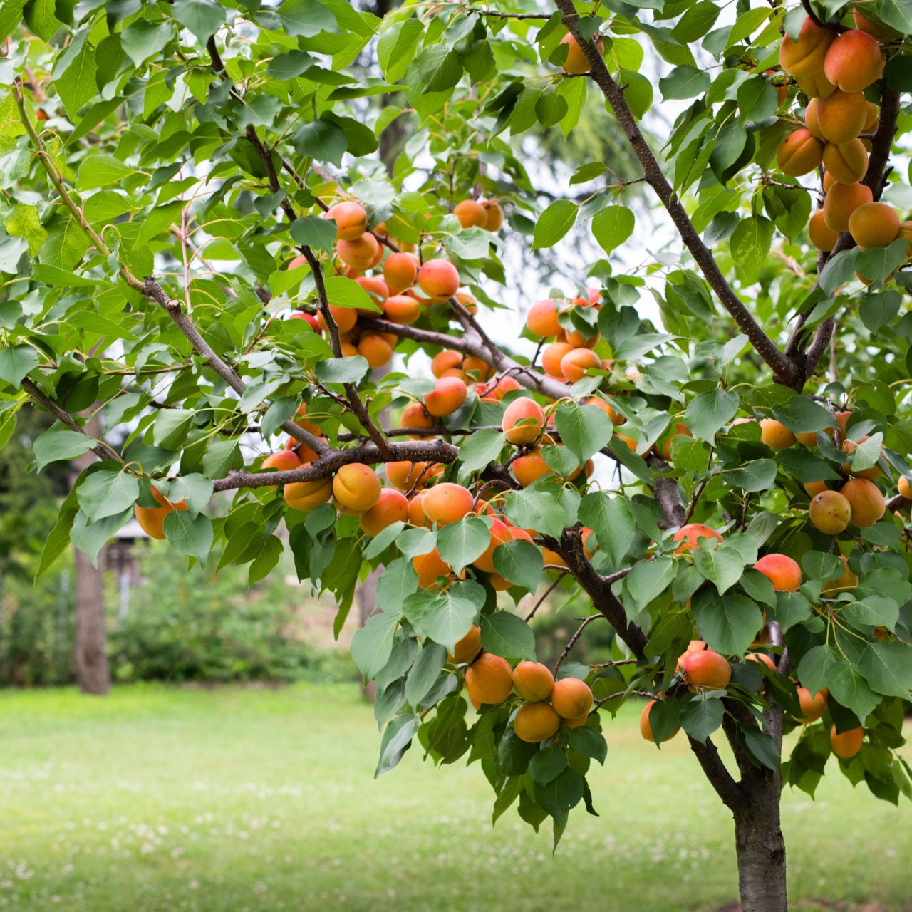 Fruiting Apricot Tree