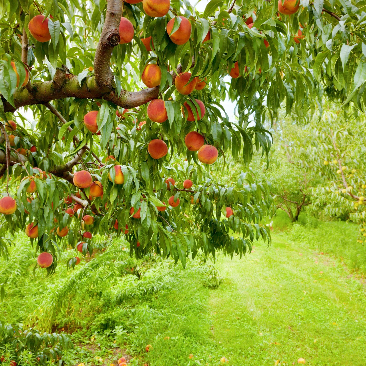 Fruiting Peach Tree