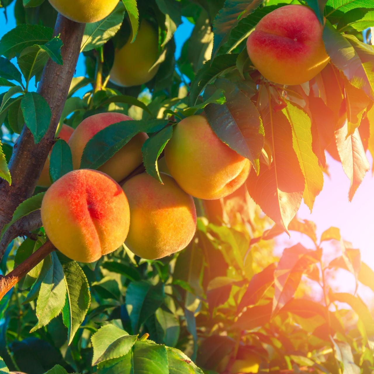 Fruiting Peach Trees