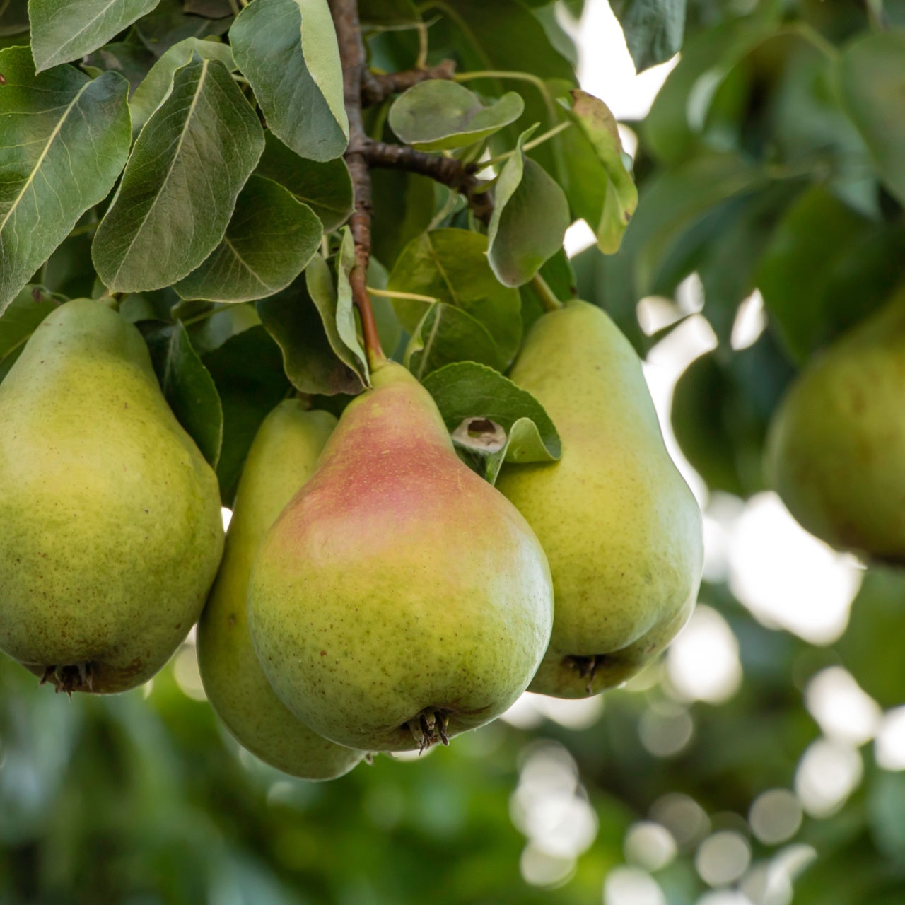 Fruiting Pear