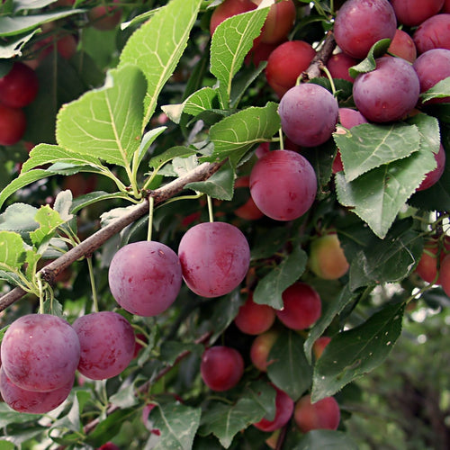 Fruiting Plum Tree