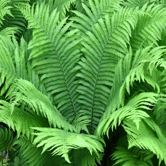 Giant Ostrich Fern