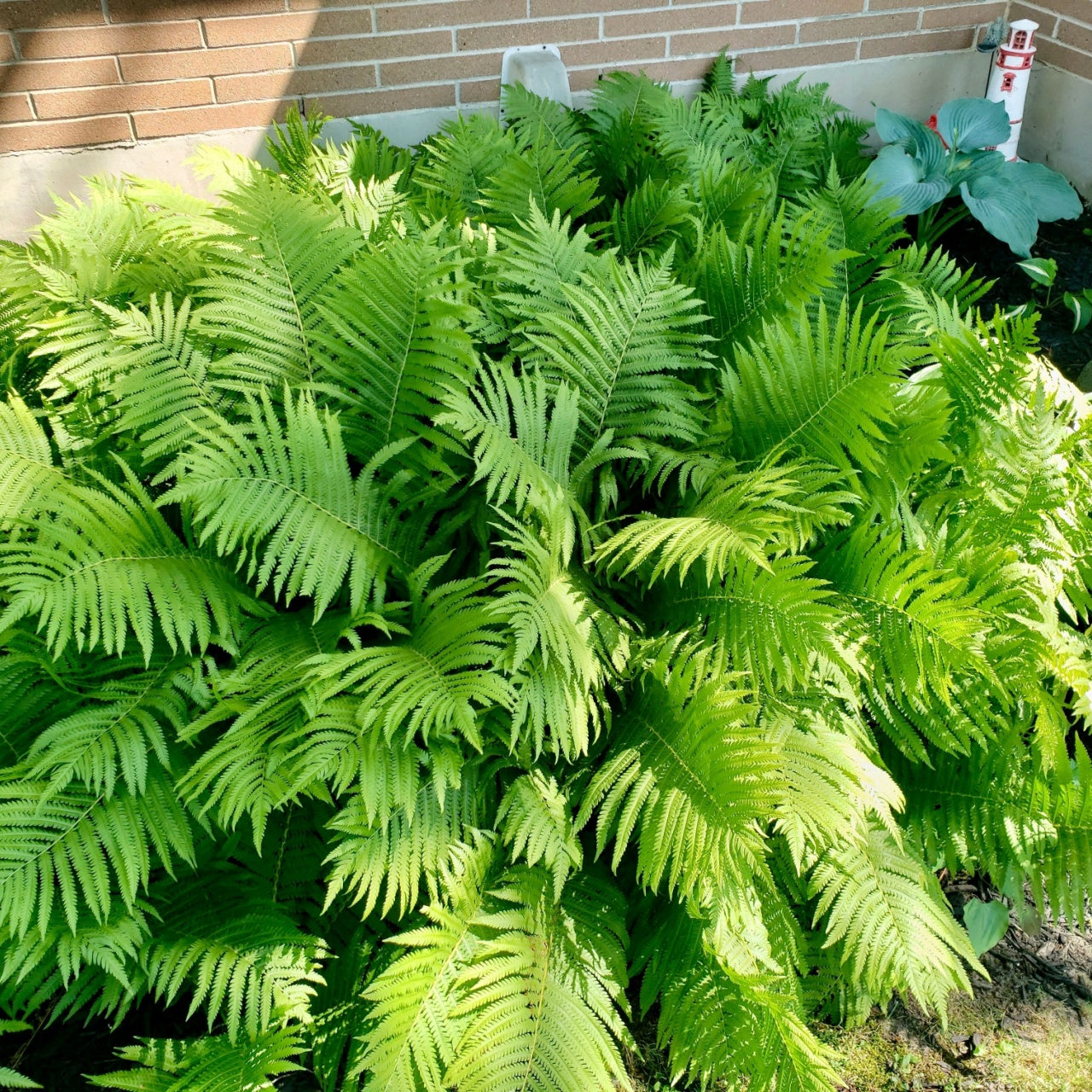 Giant Ostrich Ferns