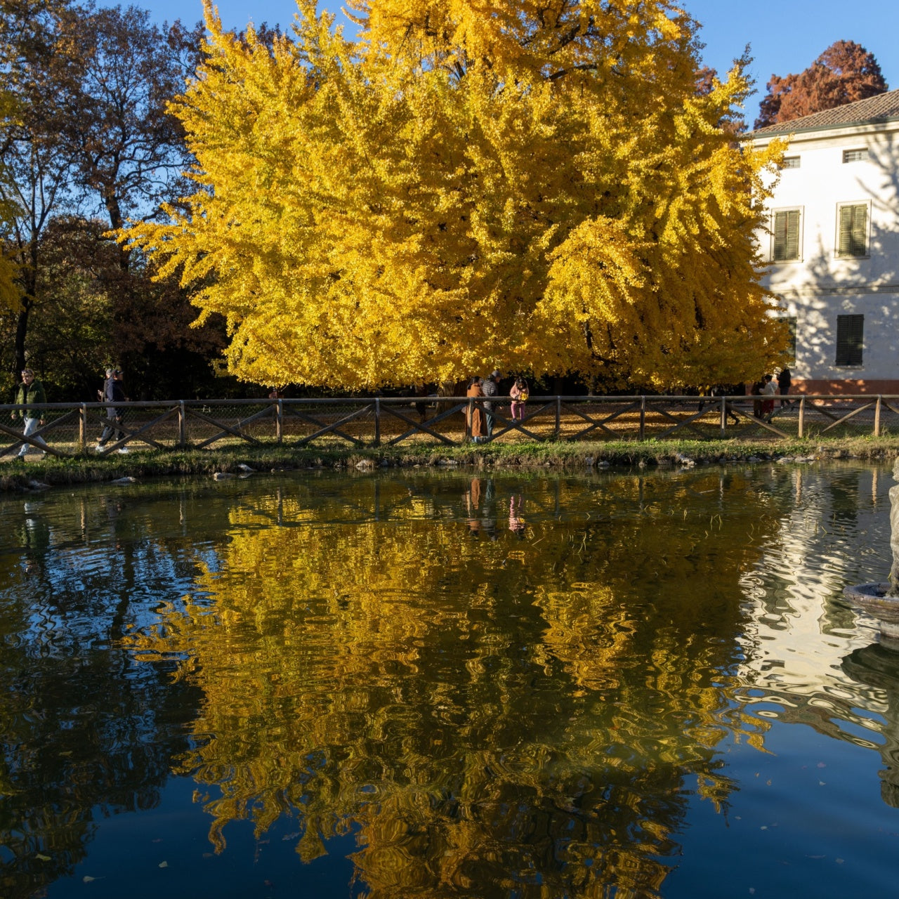 Ginkgo Biloba Tree