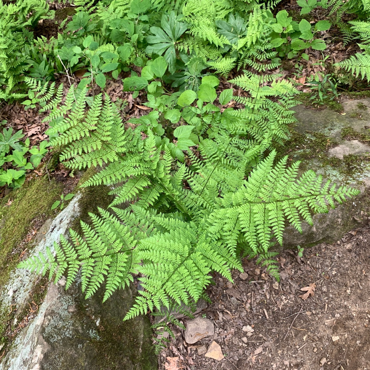 Glade Fern