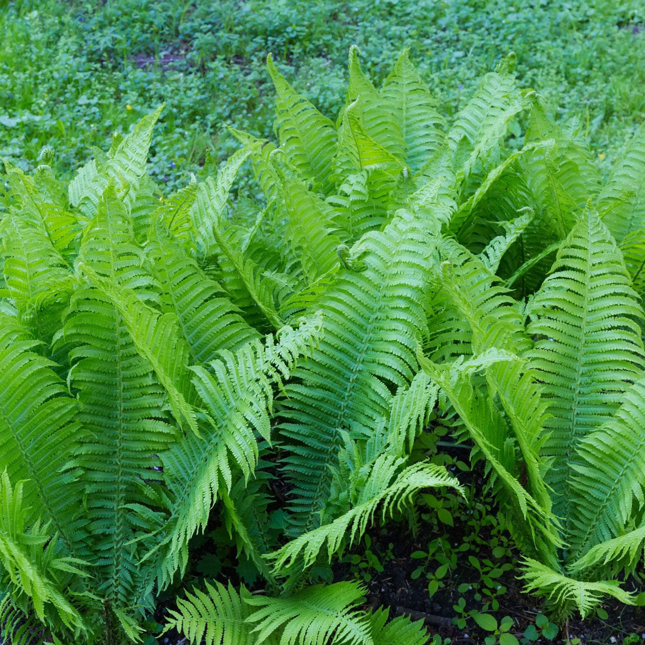 Glade Ferns