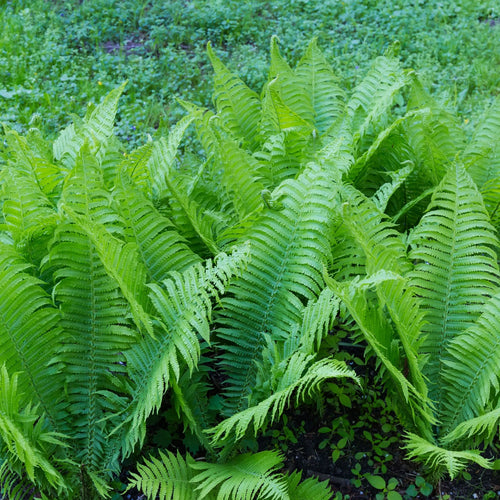 Glade Fern