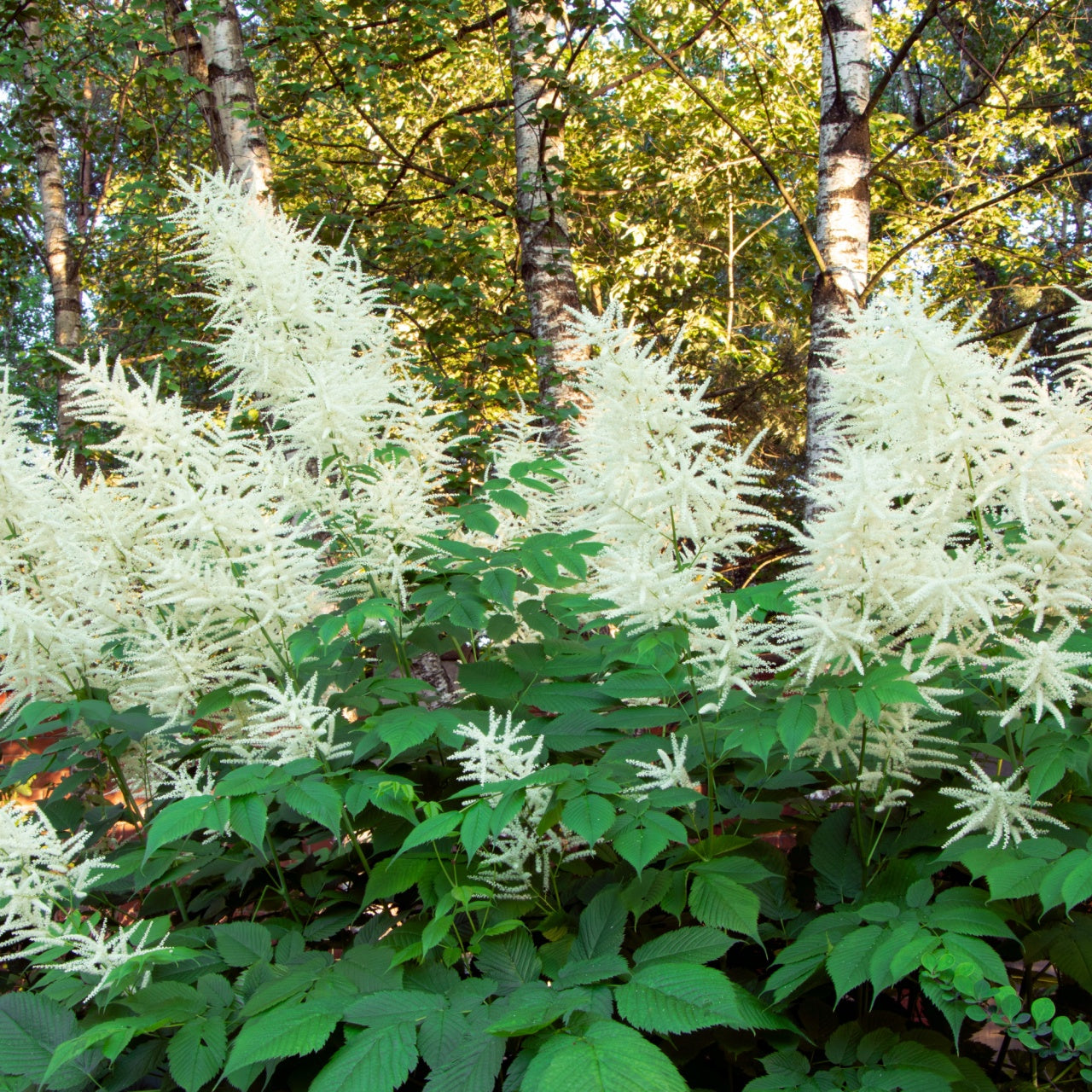 Goat's Beard Plants