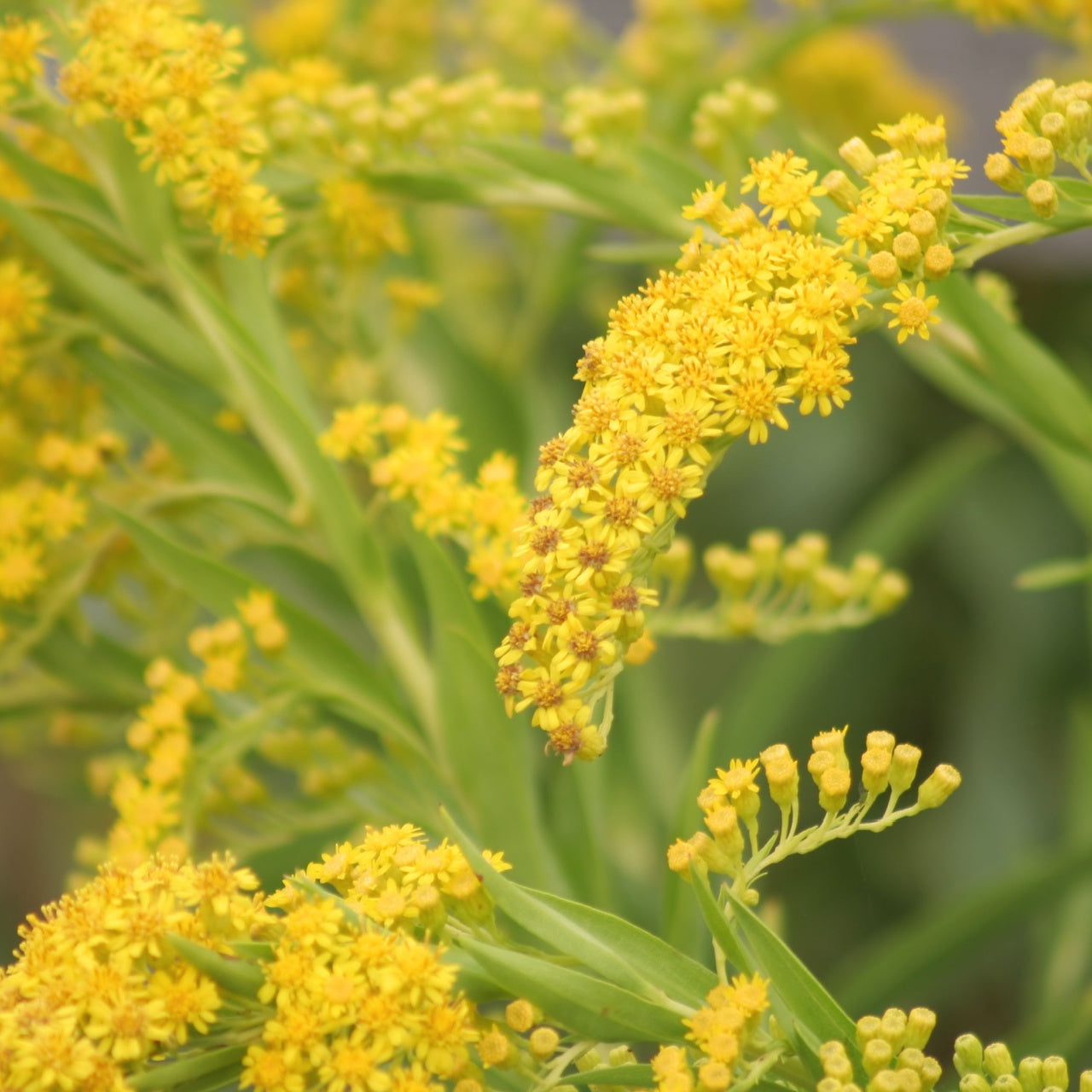 Golden Rod