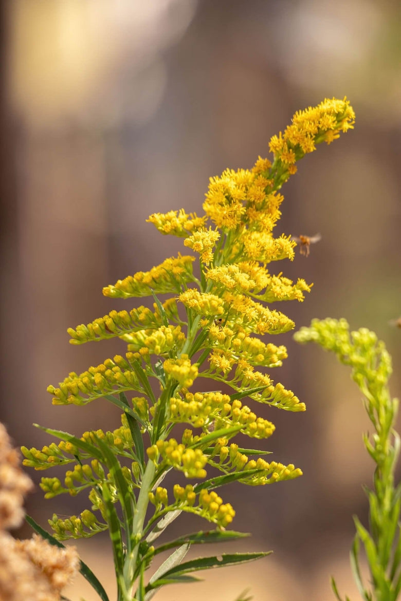 Tall vibrant yellow Golden Rod plant with dense flower clusters