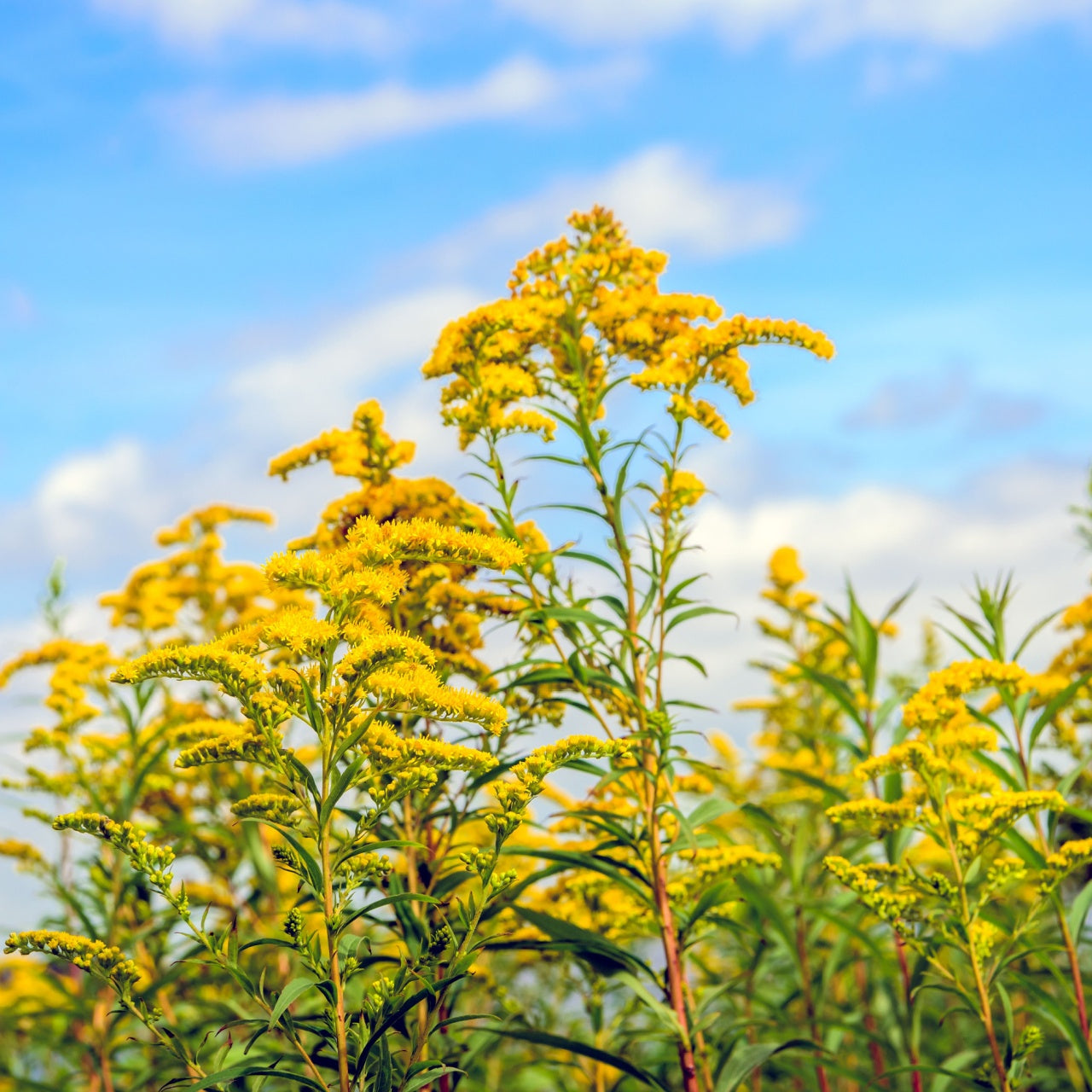 Golden Rod Plant