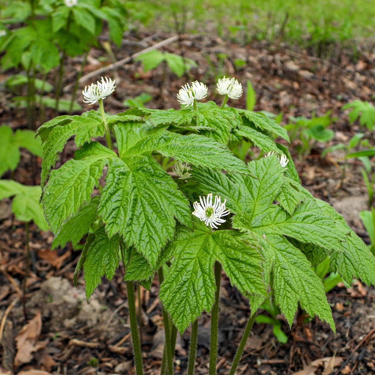 Goldenseal Plant