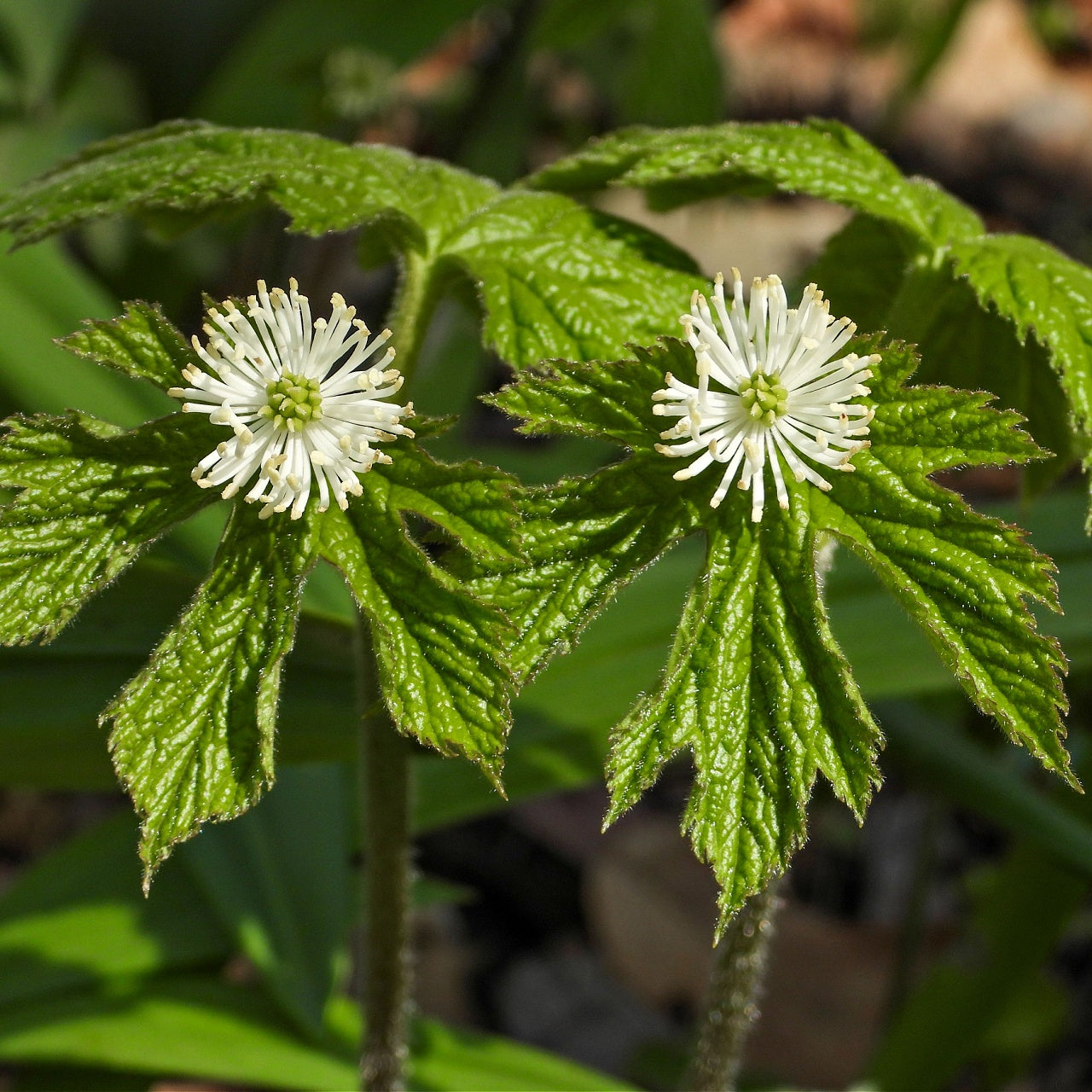 Goldenseal Plants