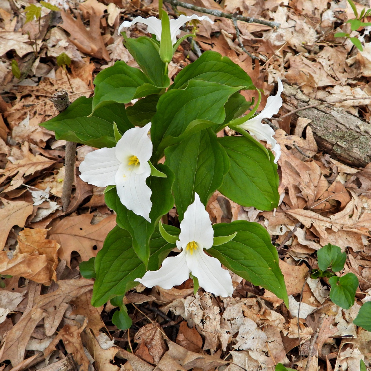 Great White Trillium