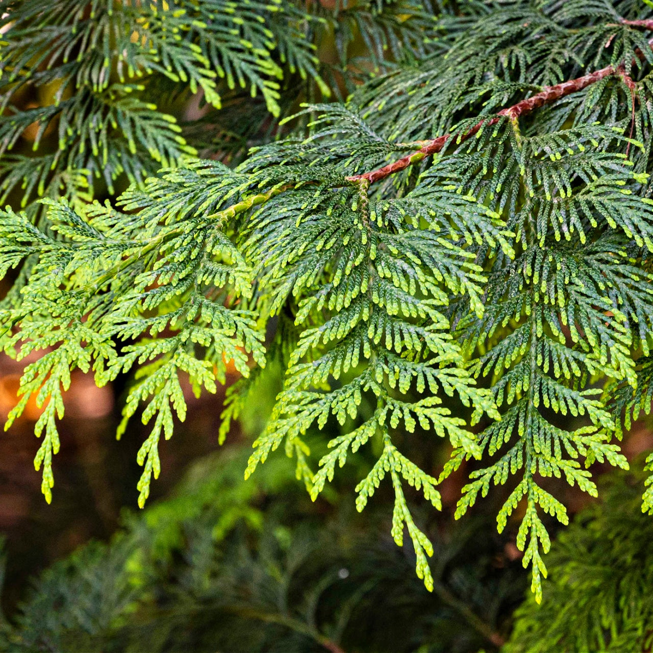 Green Giant Arborvitae Foliage 