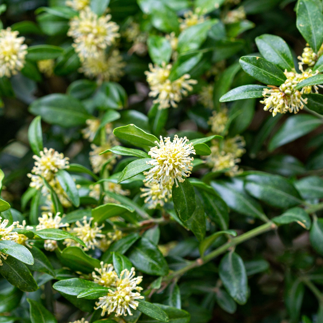 Green Mountain Boxwood