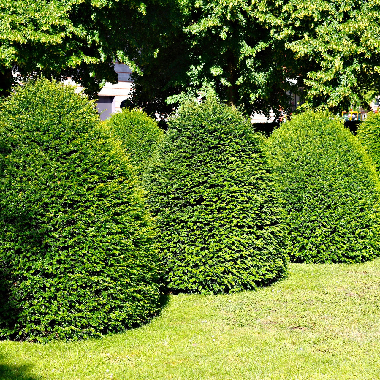 Green Mountain Boxwoods