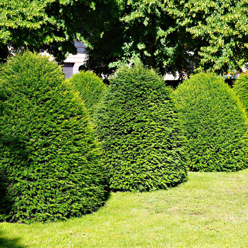 Green Mountain Boxwood