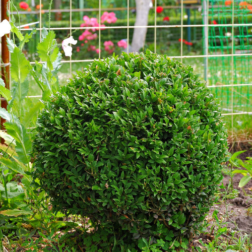 Green Velvet Boxwood