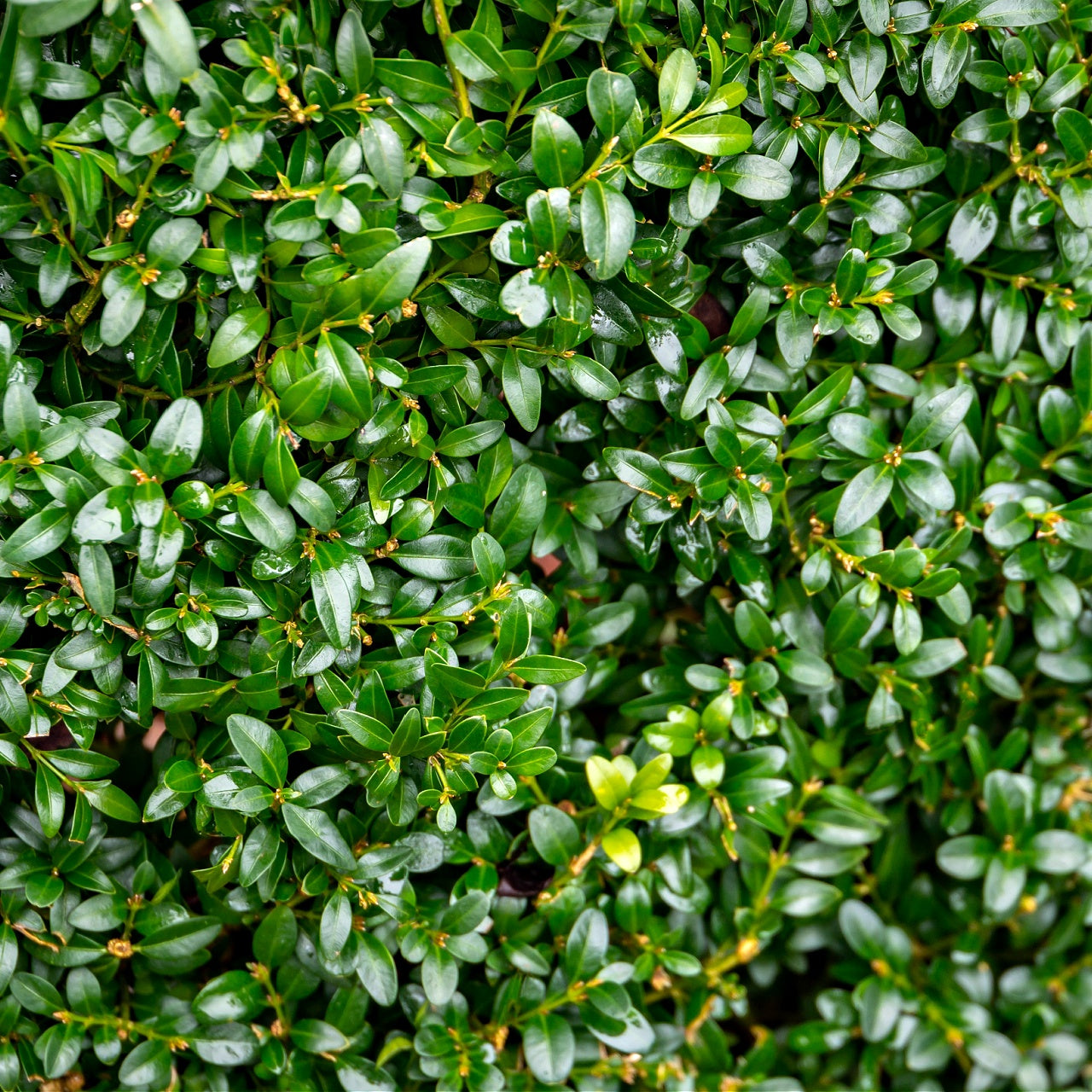 Green Velvet Boxwood Foliage 