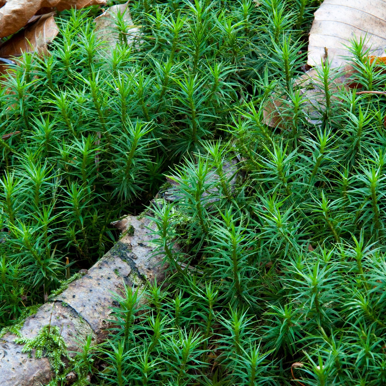 Haircap Moss