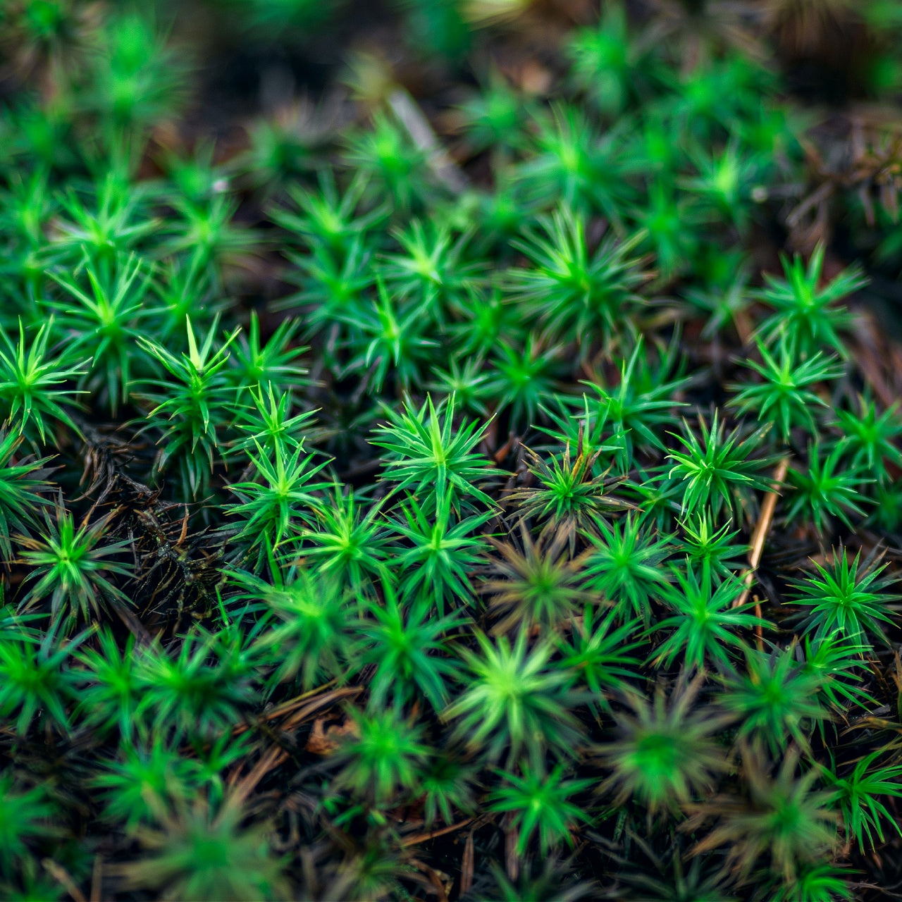 Haircap Moss Close Up