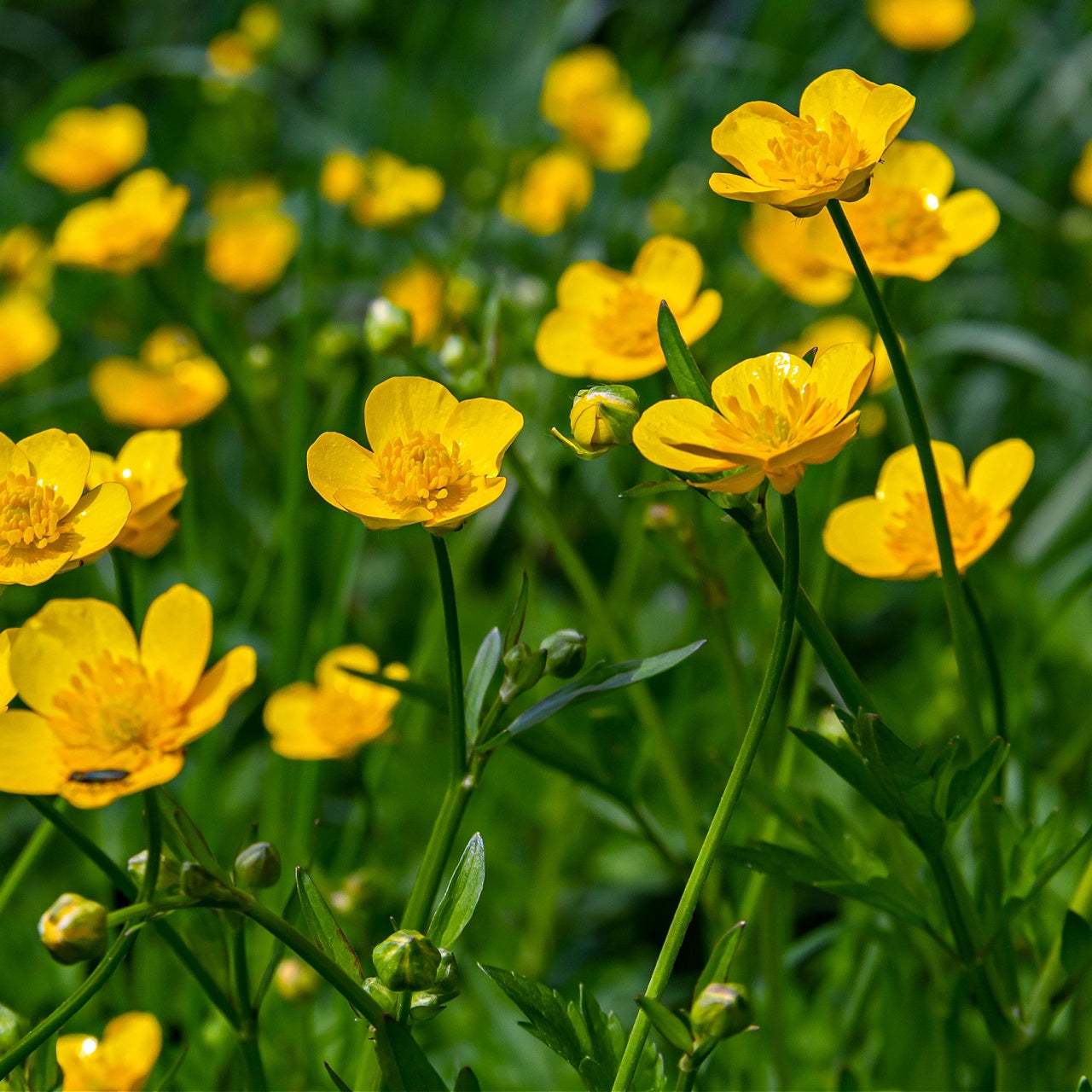 Hairy Buttercup