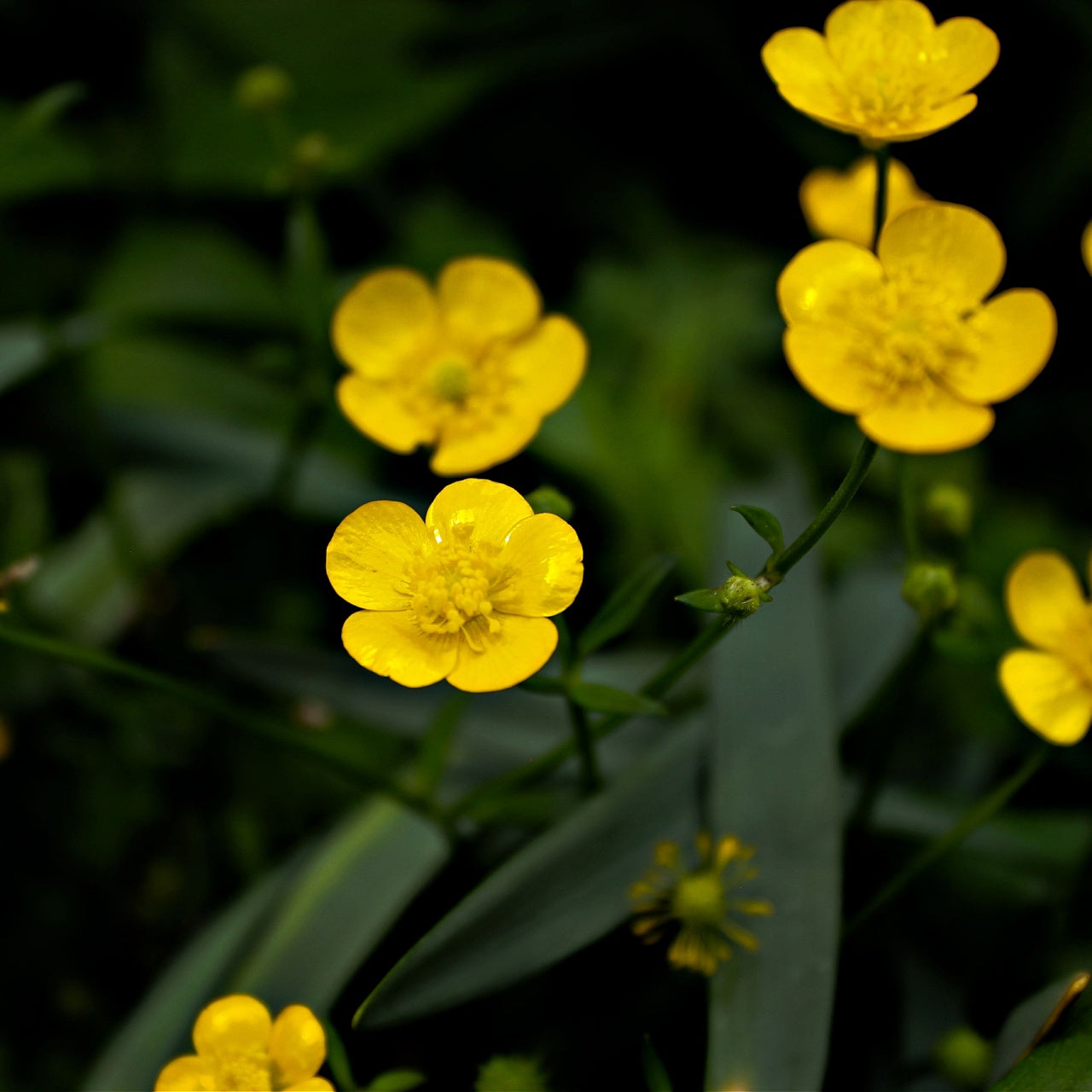 Hairy Buttercups